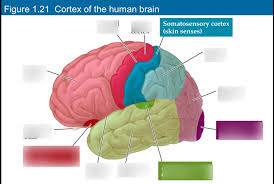 Image result for Perception Exam