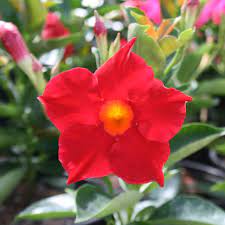 Introducing Mandevino Mandevilla Drink In The Color Sangria Vivaplants Homedepot Plants Garden Flowers Orchid Flower Flowers Growing Flowers