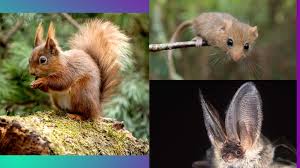 Native animals of britain are defined as those animals that either colonized the british islands during the ice age or those. 20 Native Uk Mammals Are Approaching Risk Of Extinction