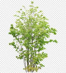 Graphy Animation Hedge Shrub Leaf Branch Plant Stem Png Pngwing Over 200 angles available for each 3d object, rotate and download. graphy animation hedge shrub leaf