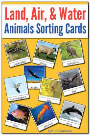 Organisms that live in a marine environment, have skin gills, tube feet, a coelom, and a water vascular system are classified as a(n). Sorting Animals That Live On Land Air And Water Montessori Printable Gift Of Curiosity