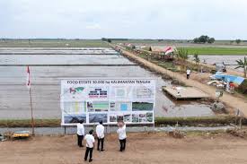 Gambar tampak terdiri atas 4 (empat) sisi pandang. Food Estate Belajar Dari Proyek Lahan Sejuta Hektare Antara News