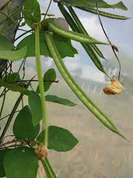 Image result for Centrosema