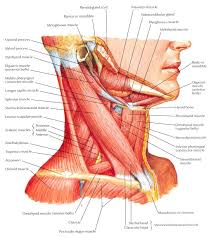 Muscles Of Neck Lateral View Neck Muscle Anatomy Muscle Anatomy Anatomy Reference