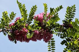 Image result for Acacia hockii