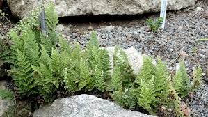 Image result for Cheilanthes