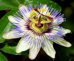 25 Blue Passion Flower Passiflora Caerulea Easy Perennial Deer Resistant Fast Growing Vine Flower Seeds Exotische Blumen Blumensamen Seltene Blumen