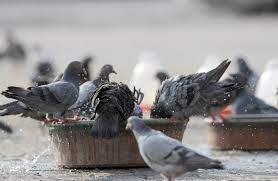 أحببت هذه الفكرةوأردت أن أساهم في هذا العمل الخيري وأشتريت قارورة ماء مع الغطاء للشرب. Ø§Ù„Ù†Ø®Ø¨Ø© Ø³Ù‚ÙŠØ§ Ø§Ù„Ø·ÙŠÙˆØ± Ø¨Ø§Ù„Ø³Ø§Ø­Ø§Øª Ø§Ù„Ø¹Ø§Ù…Ø© Ù…Ø³Ø­Ø© Ø®ÙŠØ± ÙÙŠ Ù‚ÙŠØ¸ Ø§Ù„ØµÙŠÙ Ø§Ù„Ù†Ø®Ø¨Ø©