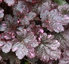 Leaves are highlighted with light green marbling, and leaf margins are wavy. Midnight Rose Heuchera Coral Bells