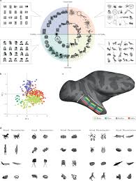 Once you receive notification that the way is open, look for a nearby door that was previously … The Macaque Face Patch System A Turtle S Underbelly For The Brain Nature Reviews Neuroscience