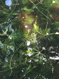 Image result for Ceratophyllum demersum