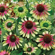 Image result for xenevu