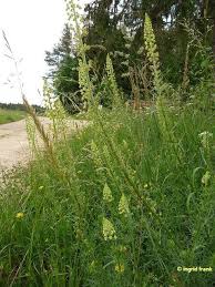 Zierpflanzen werden wie auch nutzpflanzen durch den menschen kultiviert und können sowohl mehrjährige verholzende pflanzen (ziergehölze) als auch einjährige oder mehrjährige krautige. Reseda Spec Resede Wau Arten Herbarium Von Ingrids Webseite