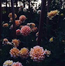 Dahlias In Their Natural Habitat Dalias