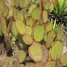 Image result for Opuntia