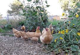 Protecting chickens requires a little forethought and some regular maintenance. How To Protect Your Landscape From Marauding Chickens Dengarden
