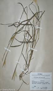 Image result for Dichanthium sericeum