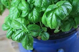 Vertreiben lassen sie sich nicht mehr, wenn sie damit begonnen haben, die löcher in der mauer als bruttöhre zu benutzen. Bienen Vertreiben Diese 9 Hausmittel Halten Bienen Fern