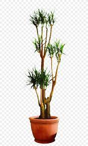 Dracaena Fragrans Houseplant Bonsai Flowerpot Tree Png 589x1353px Dracaena Fragrans American Larch Bonsai Botany Branch Download