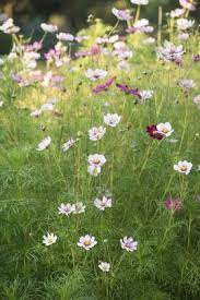 Cosmos Bipinnatus Fizzy Rose Picotee Fizzy Series Rhs Gardening Cosmos Plant Bees Plants Cosmos