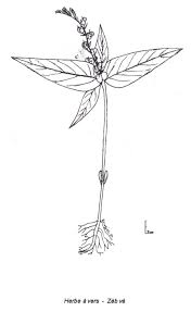 Image result for Spigelia anthelmia