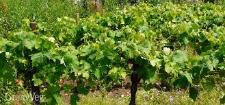 Maybe you would like to learn more about one of these? How To Grow Your Own Wine