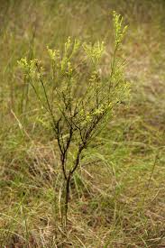 Image result for Thesium whyteanum