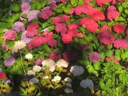 La terre de bruyère est une terre légère, acide, humifère et drainante. Hortensias Rhododendrons Et Autres Plantes De Terre De Bruyere Mairie De La Chevallerais