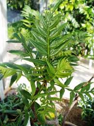 Image result for Erythrophysa