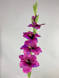 Wer auf nummer sicher gehen will, wartet bis mitte mai. Gladiole Fuchsia Ca 86 Cm Kunstblumen Pflanzen Tewa Shop De
