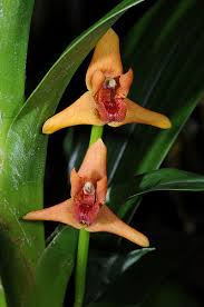 Image result for Otomeria elatior