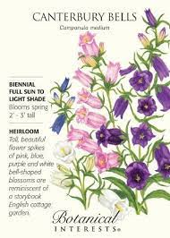Canterbury Bells Bellflower Seeds 500 Mg Campanula Flower Seeds Flower Meanings Flower Care