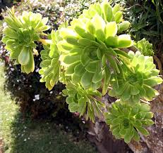 Aeonium arboreum, the tree aeonium, tree houseleek, or irish rose, is a succulent, subtropical subshrub in the flowering plant family crassulaceae. Aeonium Arboreum Wikipedia