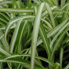 Image result for Chlorophytum anceps
