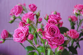 Wpnature Com Hot Pink Flowers Color Bouquet Beauty Roses Love Flower Wallpapers Hd Pink Flowers Pretty Flowers Hot Pink Flowers
