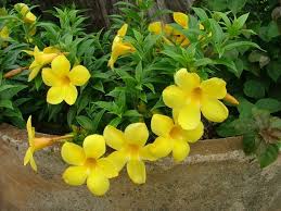 It means that you can use and modify it for your personal and commercial projects. 20 Allamanda Quá»³nh Anh Cay Ideas Plants Yellow Flowers Flowers