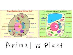 Plant Cell Vs Animal Cell Showme