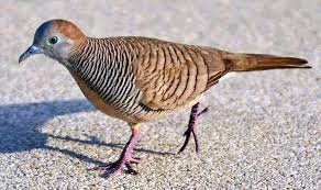 Kelebihan Perkutut Bangkok Serta Beda Perkutut Jantan Dan Betina Burung Binatang Betina