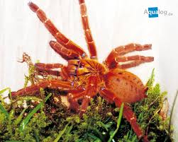 Diese homepage beschäftigt sich mit der haltung. Kurz Vorgestellt Die Wollhaar Oder Rote Usambara Vogelspinne Pterinochilus Murinus Aqualog De