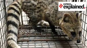 In most cases, illegal animals in north carolina consist of animals that are native to the united states, are rabies vectors, and some select potentially invasive species. Declare Exotic Pets Avoid Prosecution How One Time Scheme Works Explained News The Indian Express