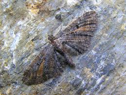 Image result for Eupithecia icterata