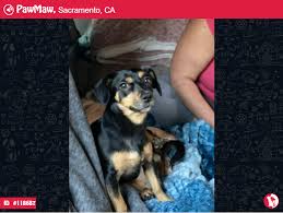 Breeder of smooth dachshunds akc conformation show prospects, incredible lifetime pets and field trial prospects. Snickers Lost Dog In Sacramento Ca In 2021 Losing A Dog Black And Tan Dachshund