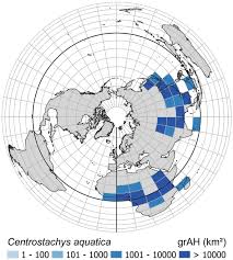 Image result for Grangea anthemoides