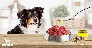 Hemp Seed Oil For Dogs Should You Use It Healthy Dog Food Recipes Dog Food Recipes Oils For Dogs