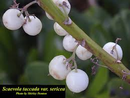 Image result for Pasaccardoa procumbens