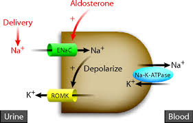 Mechanism Of Hypokalemia In Magnesium Deficiency American Society Of Nephrology