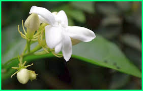 Maybe you would like to learn more about one of these? 20 Flora Dan Fauna Langka Asli Indonesia Beserta Penjelasannya Ekor9 Com Ekor9 Com