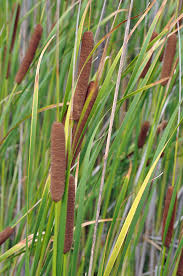 Image result for Typhaceae