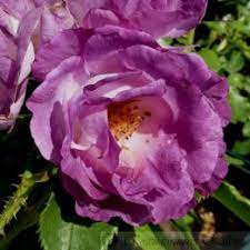 Our nursery container size for our bush rose: Blue For You Moderne Beetrosen