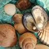 Find high quality clam shell clipart, all png clipart images with transparent backgroud can be download for free! 1